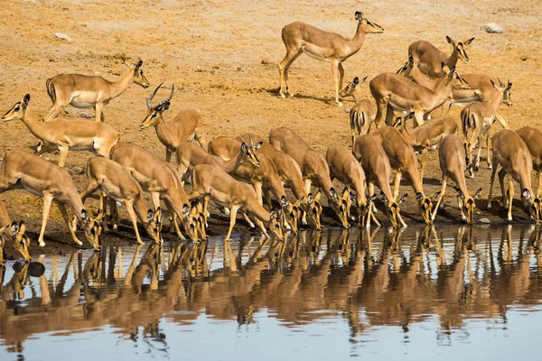Impala Herd Drinking Chudop Waterhole Etosha Nationla Park Namibia Africa — ストック写真