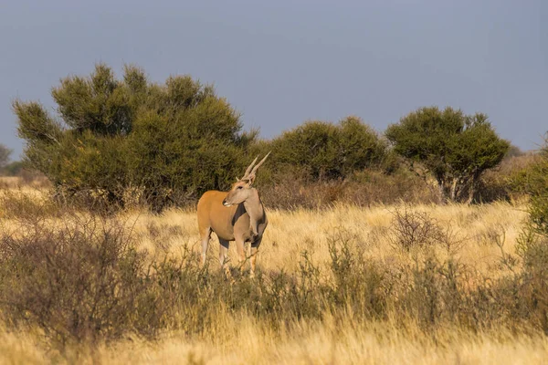Стоящая Антилопа Саванне Возле Ложи Калахари Аниб Пустыне Калахари Набиа — стоковое фото