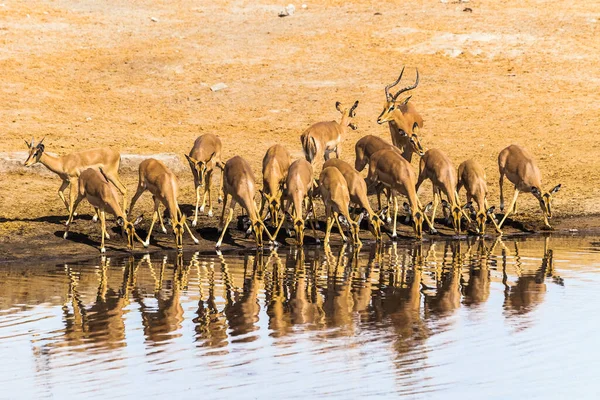 Manada Impala Bebiendo Pozo Agua Chudop Parque Etosha Nationla Namibia —  Fotos de Stock