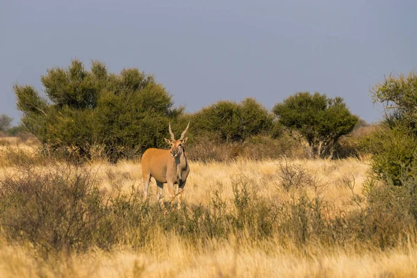 Álló Föld Antilop Savannah Közelében Kalahári Anib Lodge Kalahári Sivatag — Stock Fotó