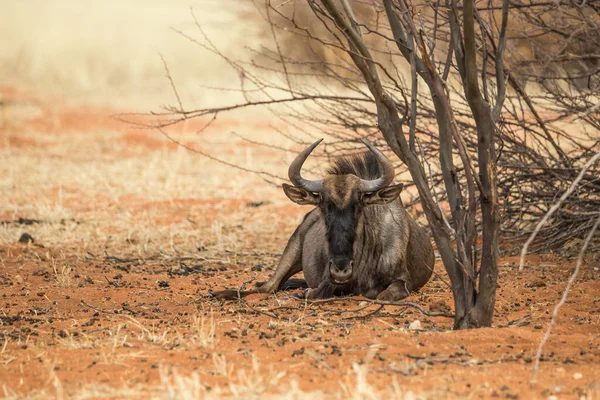 Gnus Azuis Sentados Debaixo Uma Árvore — Fotografia de Stock