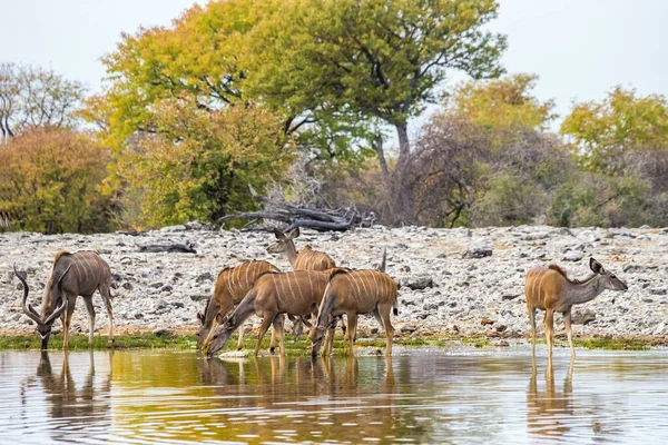 Nagyobb Kudui Csorda Ivott Goas Víznyelőben Etosha Nemzeti Parkban Namíbiában — Stock Fotó