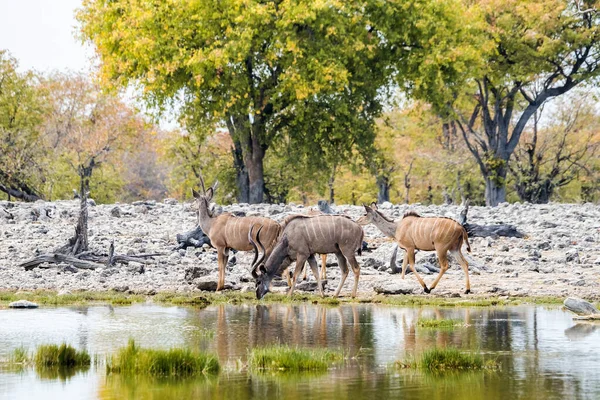 Μεγαλύτερη Αγέλη Kudu Που Πίνει Στο Νερόλακκο Goas Στο Εθνικό — Φωτογραφία Αρχείου