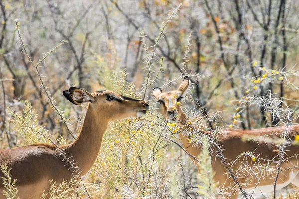 Dvě Černě Vyhlížející Impaly Jedí Akátové Nebrowni Květiny Africkém Keři — Stock fotografie