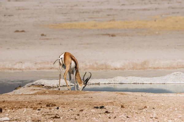 Springbok Antilop Férfi Ivott Etosha Nemzeti Park Víznyelőjében Nambia Afrika — Stock Fotó