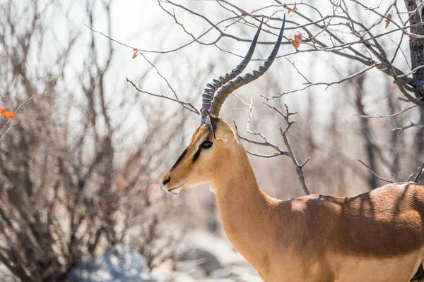 Fekete Arcú Impala Bull Aepyceros Melampus Portré Közelről Etosha Nemzeti — Stock Fotó