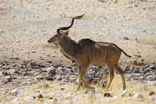 Vista Del Perfil Del Antílope Del Gran Kudu —  Fotos de Stock