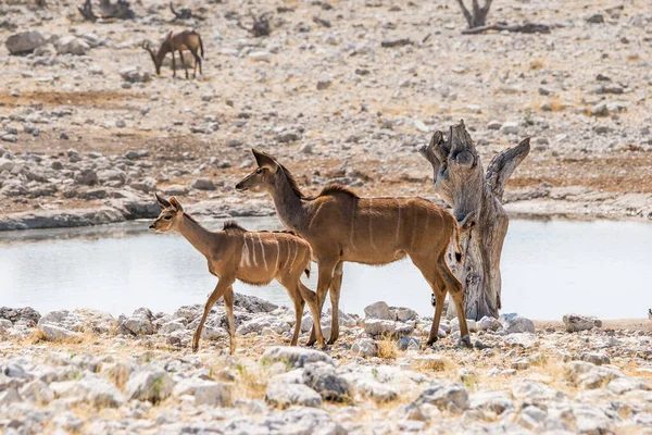 Volwassen Kudu Koe Een Kalf Wandelen Buurt Van Een Waterput — Stockfoto