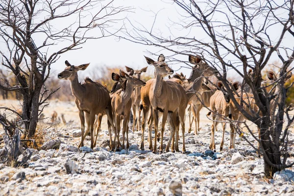Herd Van Kudu Antilopen Tragelaphus Strepsiceros Afrikaanse Savanne Nationaal Park — Stockfoto