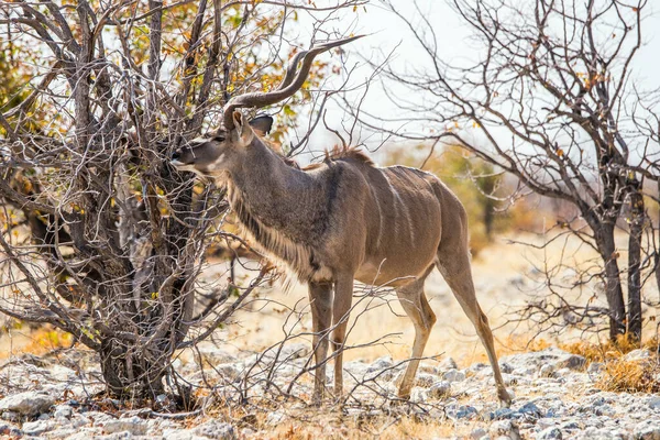 Великий Самець Kudu Antelope Tragelaphus Strepsiceros Стоїть Серед Дерев Зимовому — стокове фото