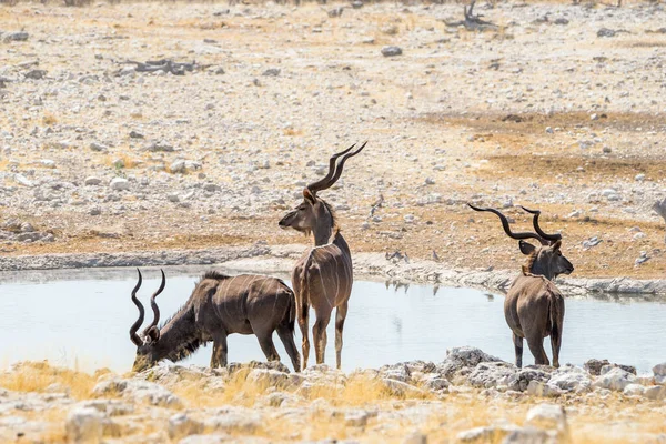 Három Kudu Bika Áll Víz Mellett Olifantsbad Víznyelőnél Etosha Nemzeti — Stock Fotó