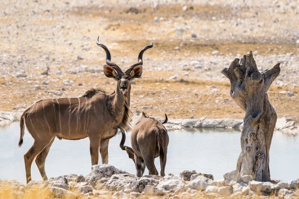 Két Kudu Bika Áll Víz Mellett Olifantsbad Víznyelőnél Etosha Nemzeti — Stock Fotó