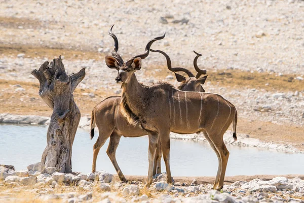 Két Kudu Bika Áll Víz Mellett Olifantsbad Víznyelőnél Etosha Nemzeti — Stock Fotó