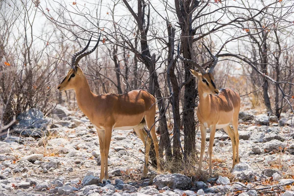 Dois Veados Impala Rosto Preto Arbusto Africano Parque Nacional Etosha — Fotografia de Stock