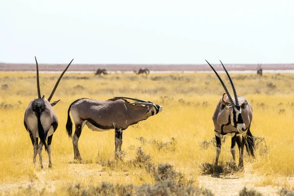 Oryx Gemsbok Antílopes Savana Parque Nacional Etosha Namíbia África — Fotografia de Stock