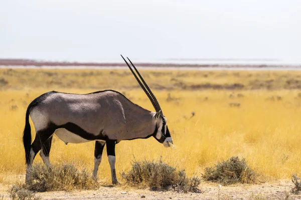 Oryx Antílope Savana Parque Nacional Etosha Namíbia África — Fotografia de Stock