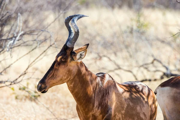 Vörös Szarvas Alcelaphus Buselaphus Közelkép — Stock Fotó