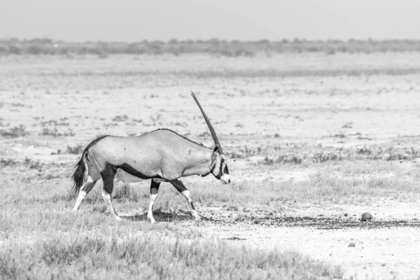 Profil Nézete Séta Gemsbok Vagy Oryx Antilop Oryx Gazella Etosha — Stock Fotó