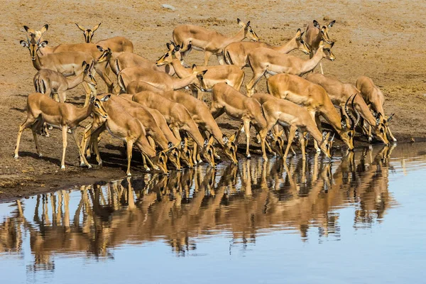 Fekete Arcú Impala Antilopok Isznak Chudop Víznyelő Etosha Nationla Park — Stock Fotó
