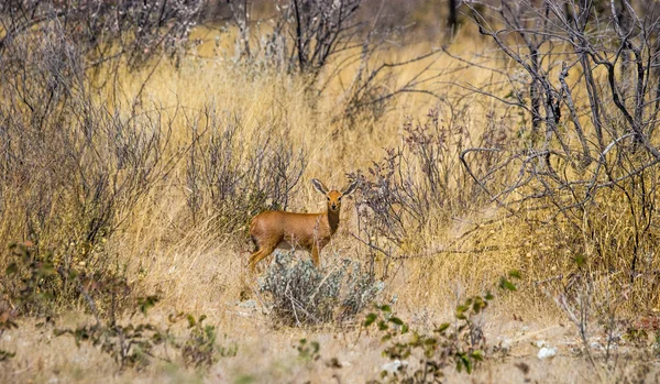 Antílope Steenbok Femenino Raphicerus Campestris Pie Arbusto Africano Parque Nacional — Foto de Stock