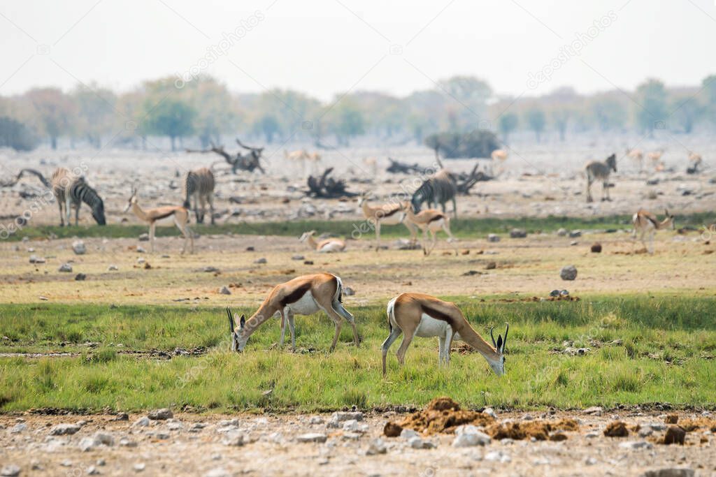 Springboks and zebras grazing in african savanna of Etosha national park, Namibia.