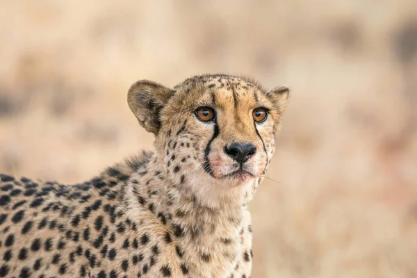 Cheetah Gezicht Bedekt Met Bloed Het Voeden — Stockfoto
