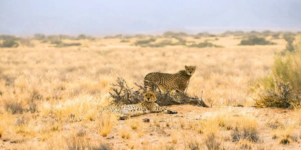 Liegender Und Stehender Gepard Solitaire Namibia Afrika — Stockfoto