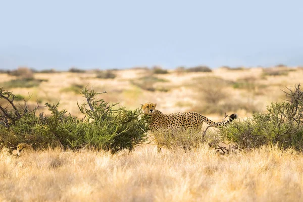 Two Cheetah Grasslands Solitaire Namibia Africa — Stock Photo, Image