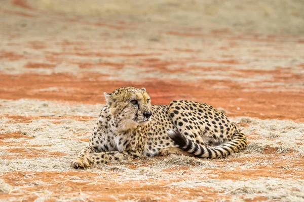 Nahaufnahme Eines Sitzenden Geparden — Stockfoto