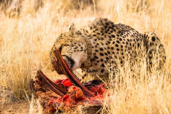 Geparden Mit Funkhalsband Essen Rohes Fleisch Solitaire Namibia Afrika — Stockfoto