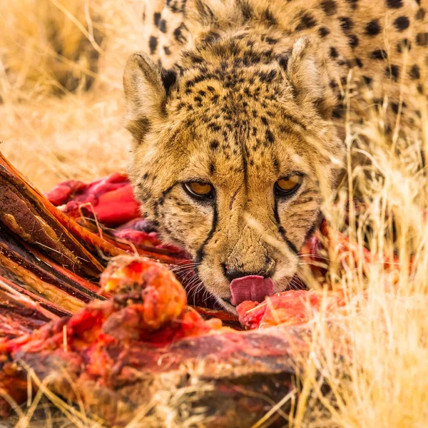 Cheetah Voedt Zich Met Rauw Vlees Solitaire Namibië Afrika — Stockfoto