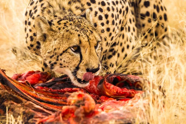 Cheetah Voedt Zich Met Rauw Vlees Solitaire Namibië Afrika — Stockfoto