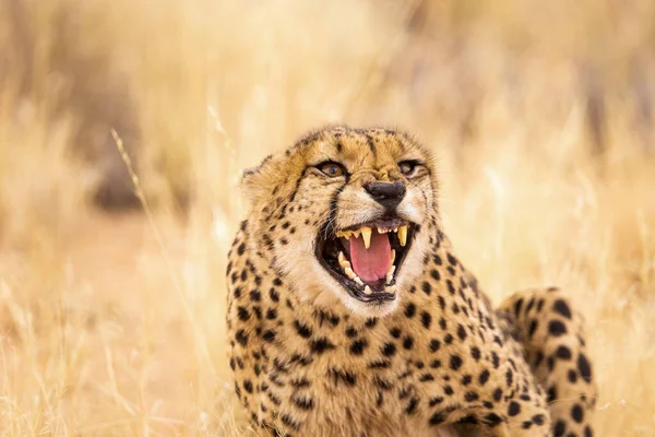 Closeup Angry Cheetah — Stock Photo, Image