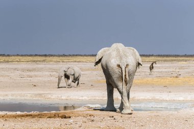 Nebrowni su birikintisindeki kirli beyaz kil ve zürafadan Afrika filleri. Etosha Milli Parkı, Namibya