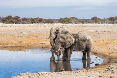 Etosha Ulusal Parkı 'ndaki Chudop su birikintisinde içen iki Afrika fili. Namibya, Afrika.