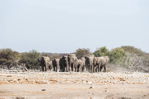 Bebé Elefante Africano Abrevadero — Foto de Stock