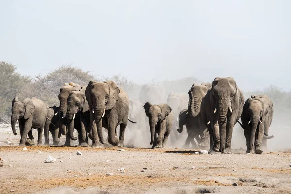 Yavru Afrika fili su birikintisinde
