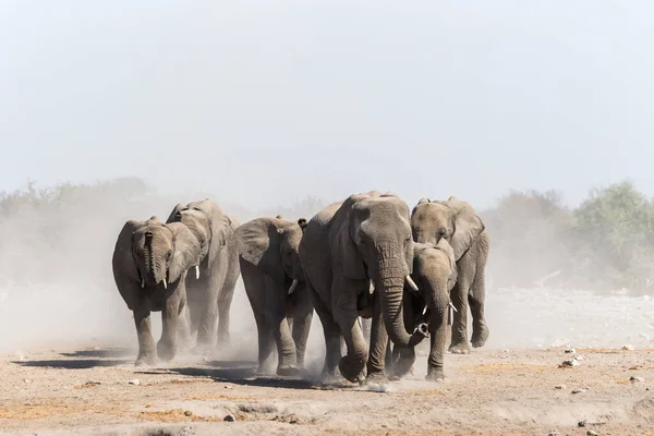 Bebé Elefante Africano Abrevadero — Foto de Stock