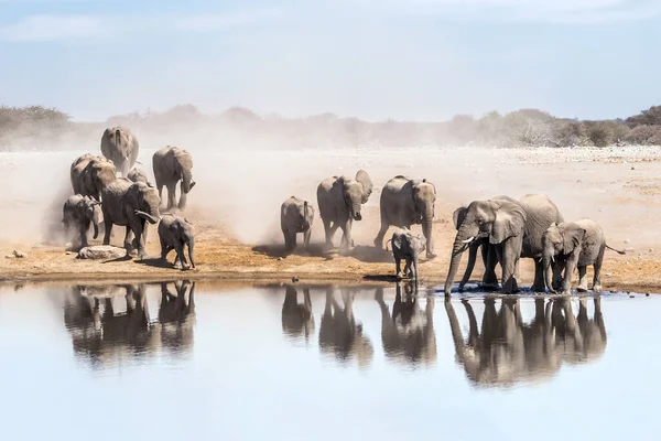 Bebê Elefante Africano Waterhole — Fotografia de Stock