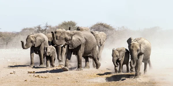 Baby Afrikaanse Olifant Bij Waterpoel — Stockfoto