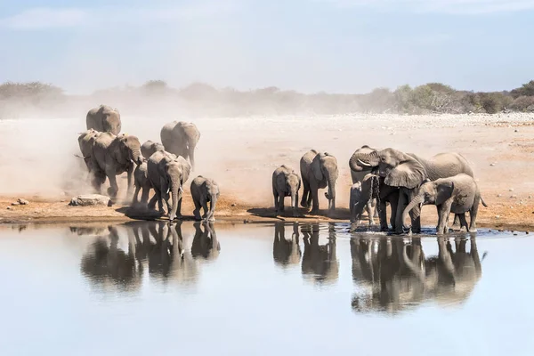 Baby Afrikaanse Olifant Bij Waterpoel — Stockfoto