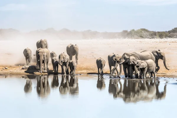 Baby Afrikaanse Olifant Bij Waterpoel — Stockfoto