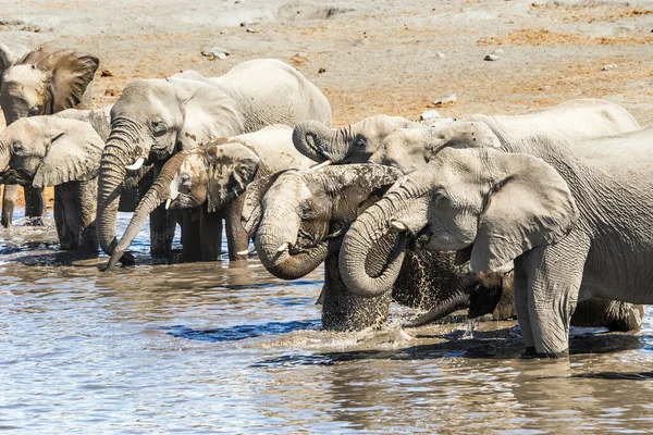 Baby Afrikai Elefánt Víznyelőnél — Stock Fotó