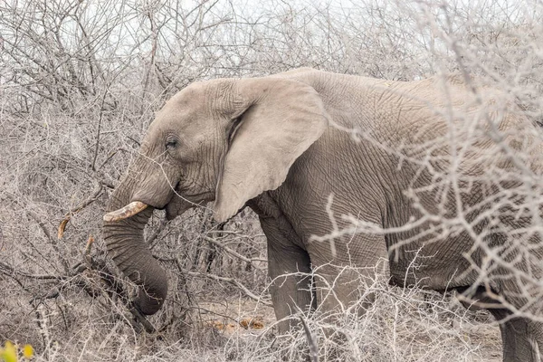 Baby Afrikai Elefánt Víznyelőnél — Stock Fotó