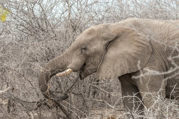 Közelkép Egy Afrikai Elefántról Loxodonta Africana Amint Tövises Faágakat Eszik — Stock Fotó