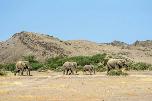Manada Elefantes Del Desierto Caminando Largo Del Río Aba Huab — Foto de Stock