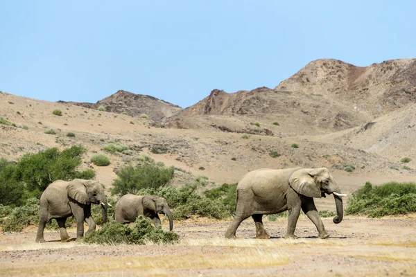 Sivatagi Elefántok Sétálnak Twyfelfontein Völgy Közelében — Stock Fotó