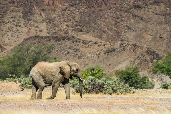 Elefante Del Desierto Africano Caminando Contra Monte Árboles Damaraland Namibia — Foto de Stock