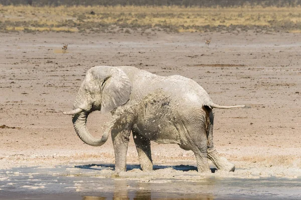 Elefante Tomando Baño Barro Pozo Agua Nebrowni Parque Nacional Etosha — Foto de Stock