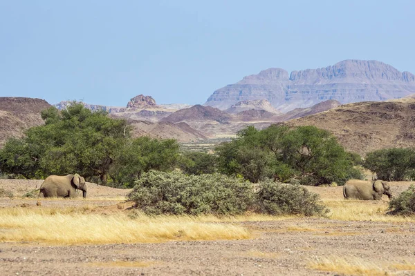 Namibische Woestijnolifanten Bergen Nabij Rivier Aba Huab — Stockfoto